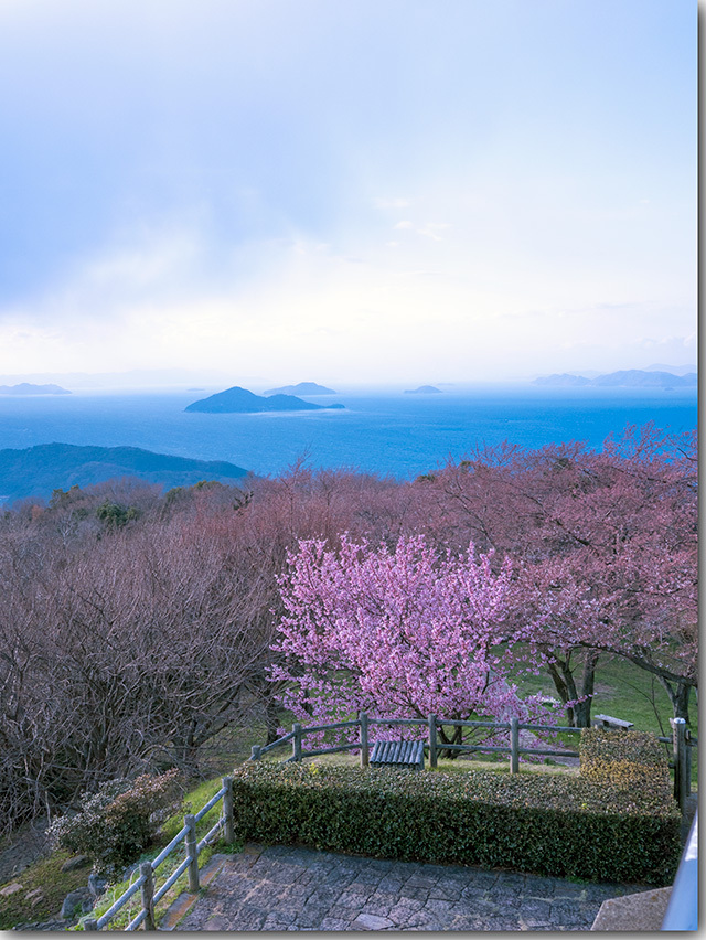 紫雲出山の桜