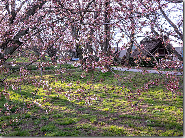 紫雲出山の桜