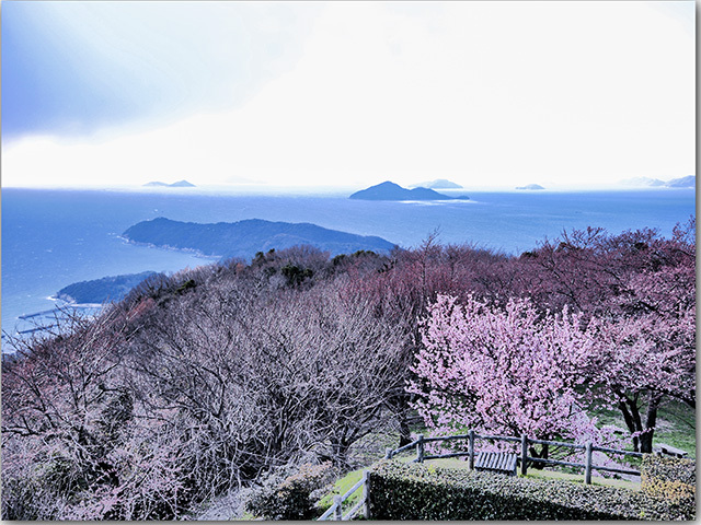 紫雲出山の桜