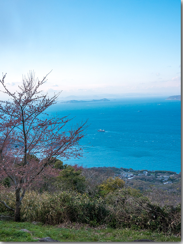 紫雲出山の桜