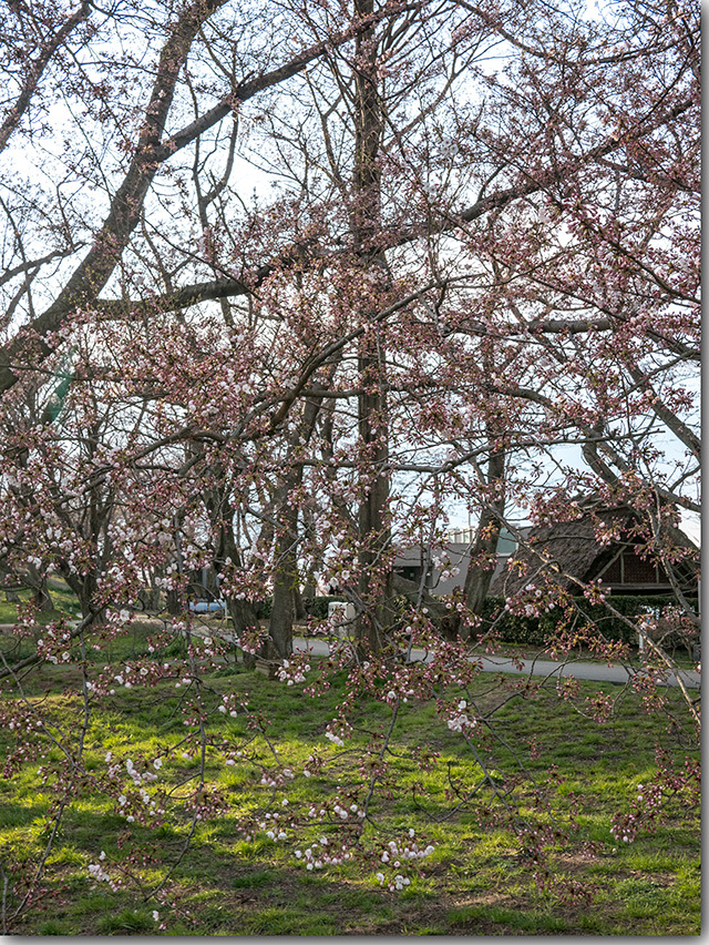 紫雲出山の桜