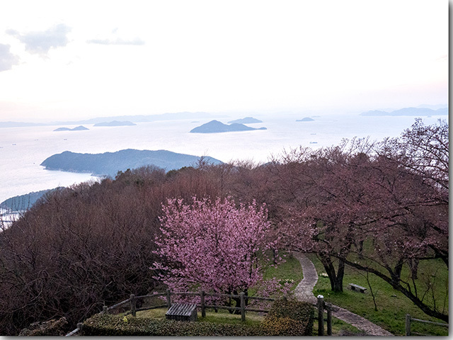 紫雲出山の桜