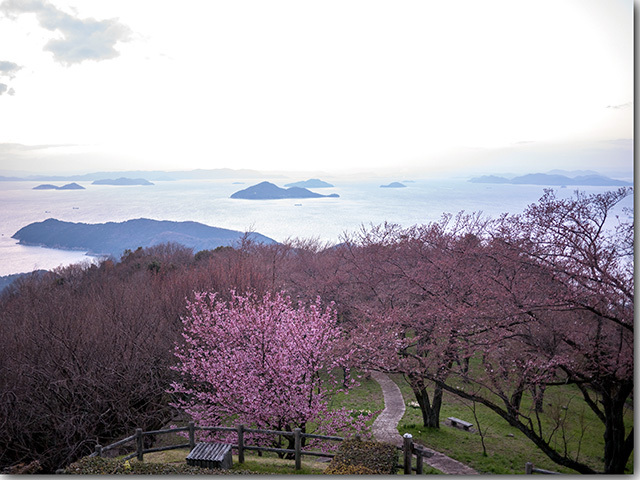 紫雲出山の桜