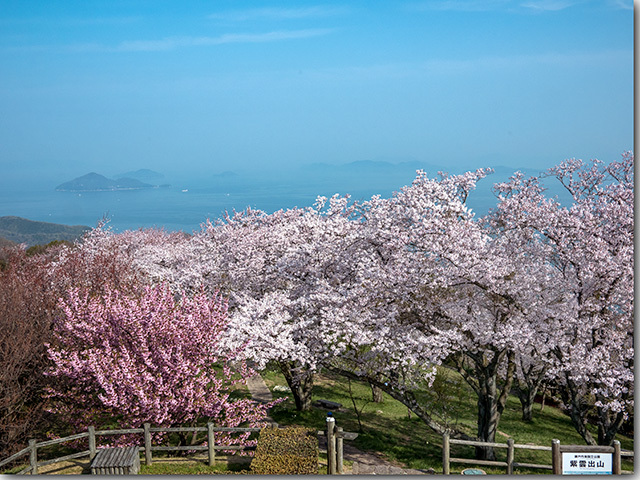 紫雲出山 桜シーズン 完全封鎖