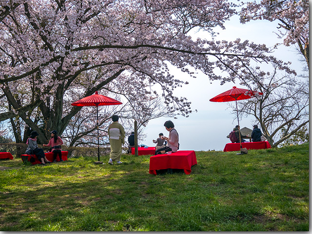 紫雲出山の桜
