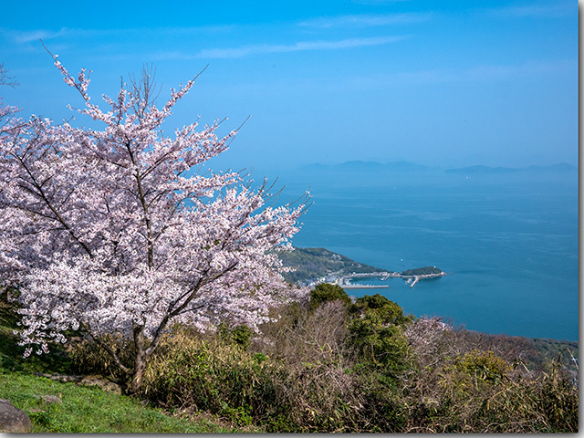 紫雲出山の桜