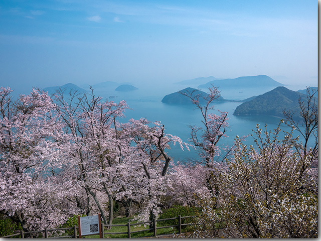 紫雲出山の桜