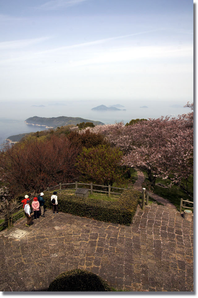紫雲出山の桜