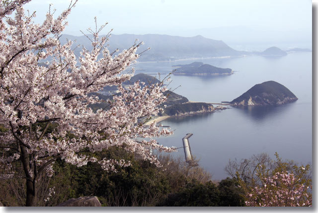 紫雲出山の桜