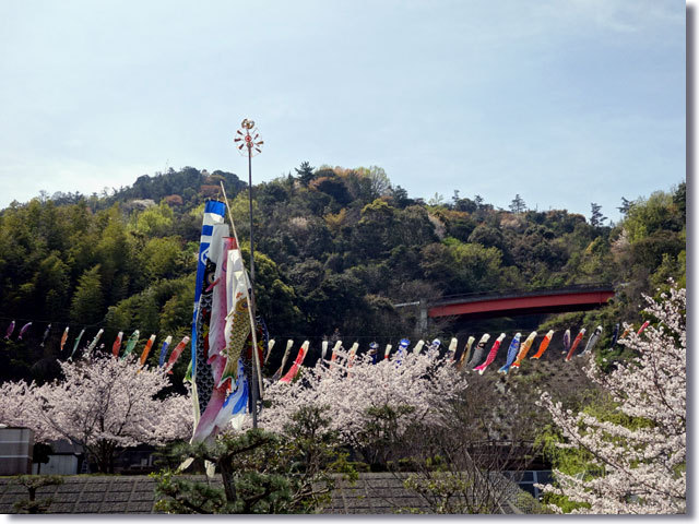 紫雲出山の桜