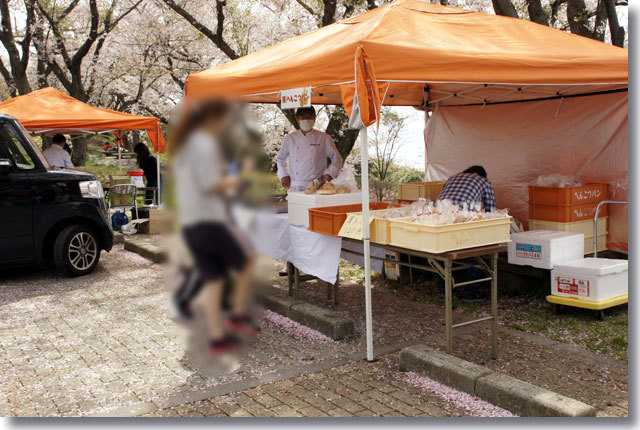 紫雲出山の桜