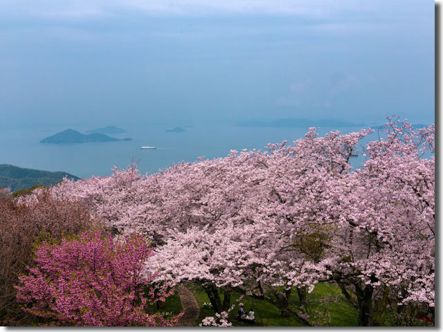 紫雲出山の桜