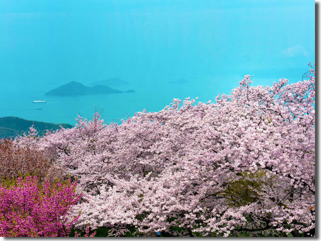 紫雲出山の桜