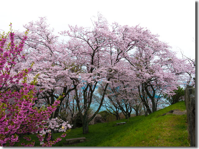 紫雲出山の桜