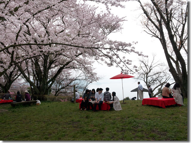紫雲出山の桜