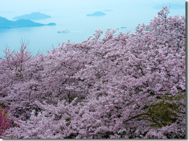 紫雲出山の桜