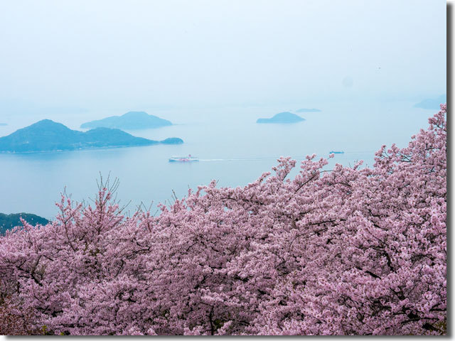 紫雲出山の桜