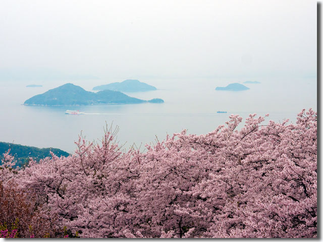 紫雲出山の桜