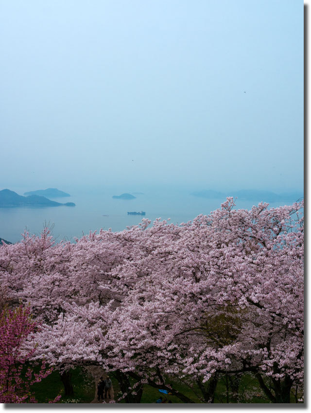 紫雲出山の桜