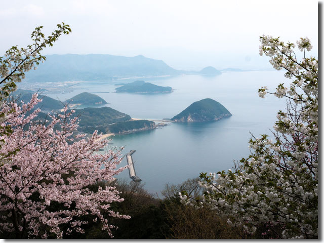 紫雲出山の桜