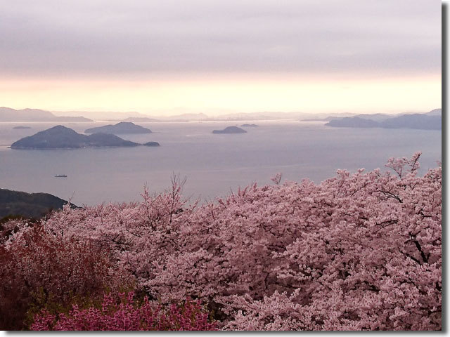 紫雲出山の桜