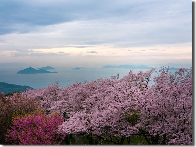 紫雲出山の桜