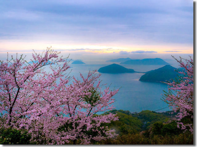 紫雲出山の桜