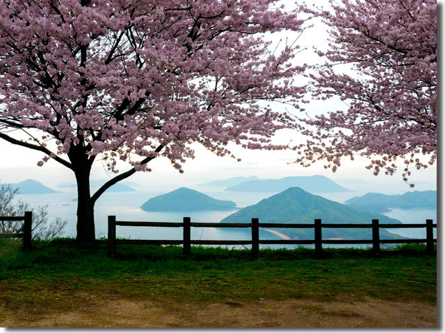 紫雲出山の桜