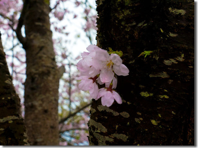 紫雲出山の桜