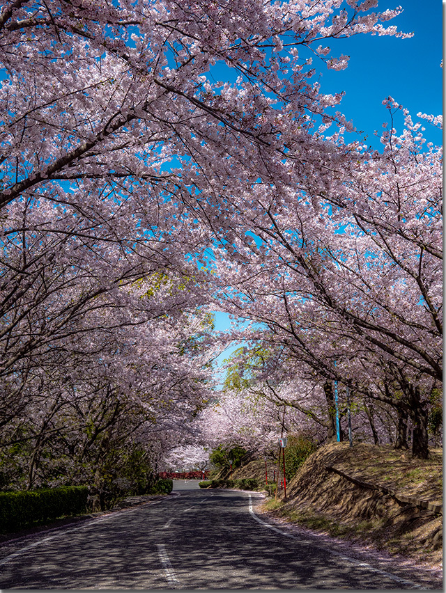 朝日山森林公園
