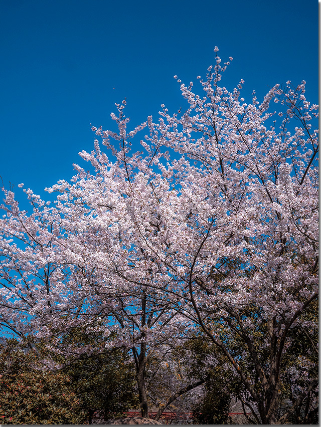 朝日山森林公園