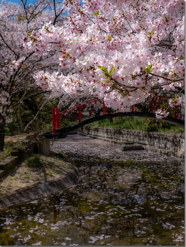 朝日山森林公園
