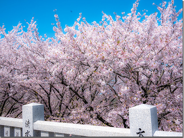 朝日山森林公園