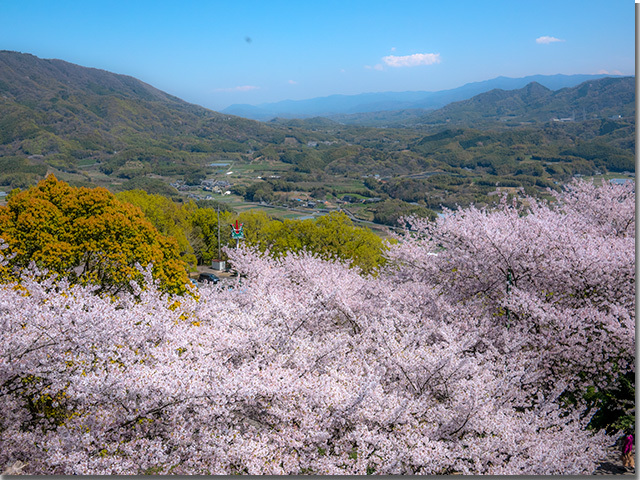 朝日山森林公園