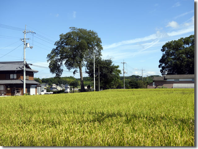 谷川製麺所