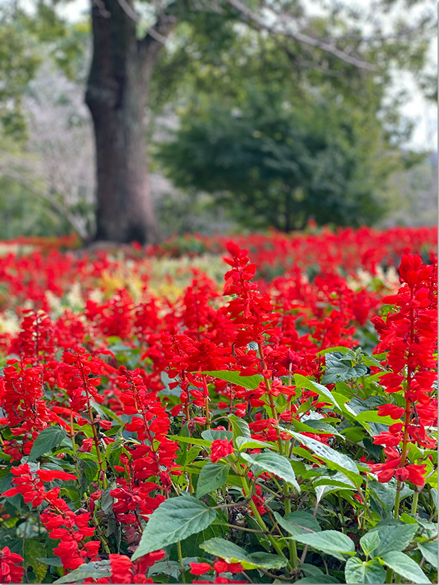 公渕公園