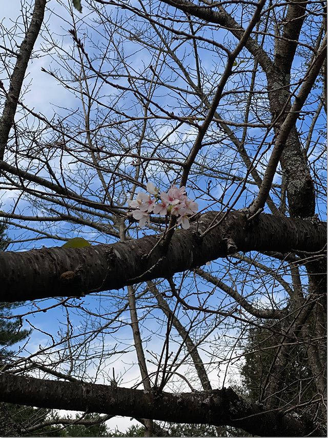 公渕公園