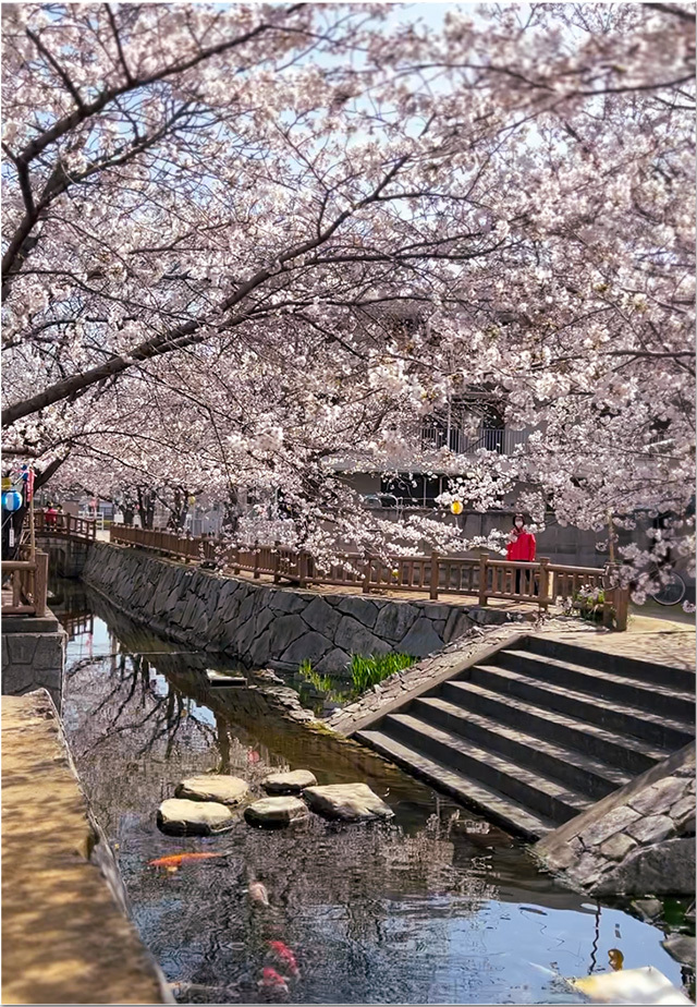 鹿ノ井出水の桜
