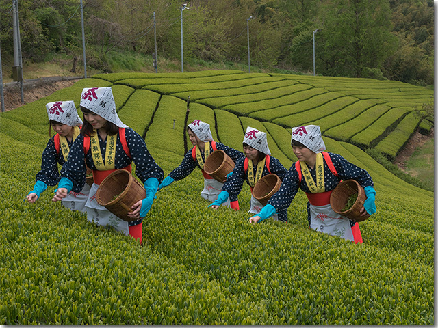 高瀬茶の茶摘み