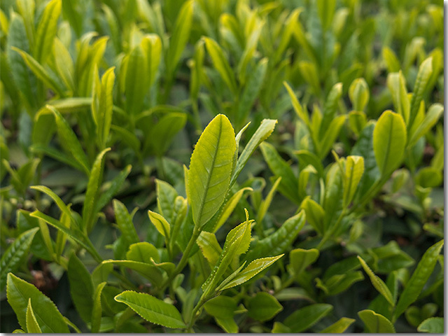 高瀬茶の茶摘み