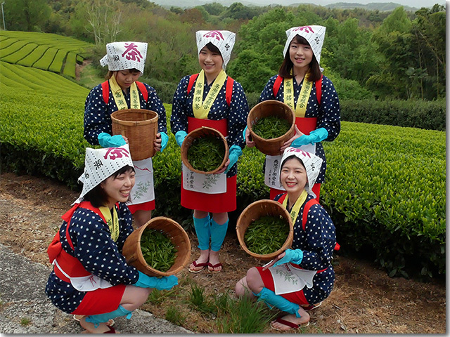 高瀬茶の茶摘み