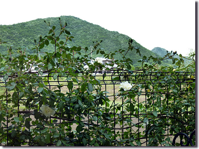 焙煎珈琲 茶舎
