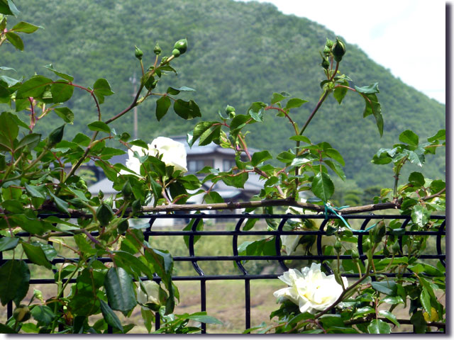焙煎珈琲 茶舎