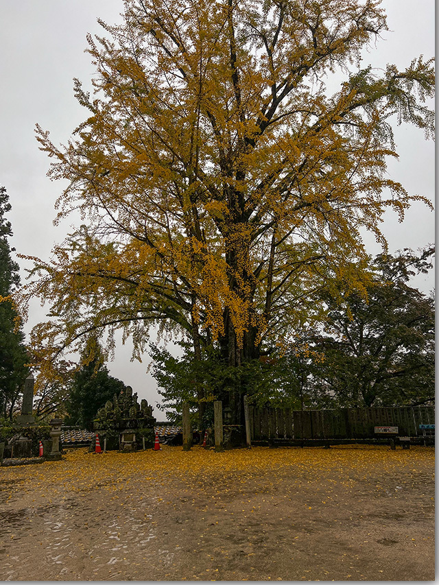 大窪寺の紅葉