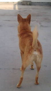犬も歩けば