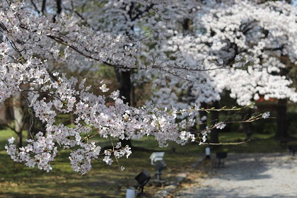 京都の桜。。