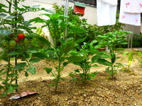 すくすく育つ菜園