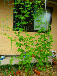 すくすく育つ菜園
