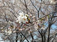 お花見 お花見