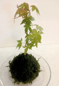 カメリアサロン会de苔玉作ったよ♪ カメリアサロン会de苔玉作ったよ♪